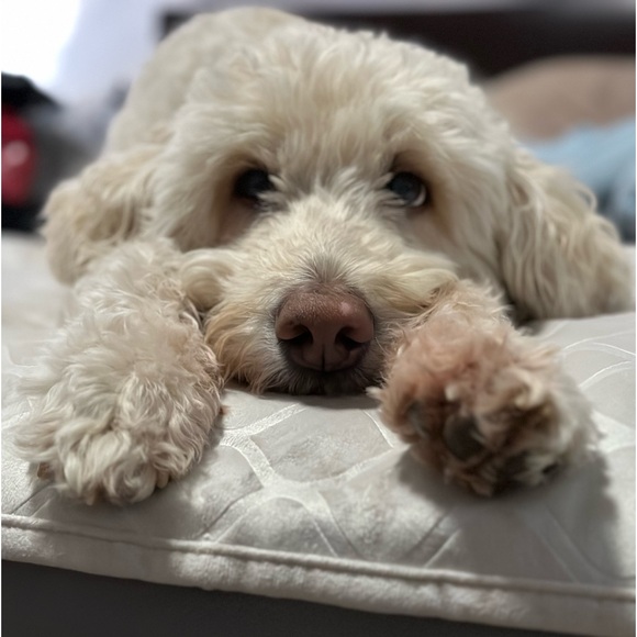 Meet your Posher, Nancy - Picture 3 of 3